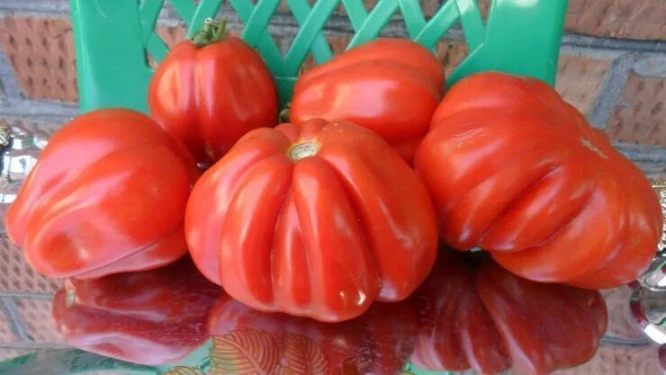 10 проверенных сортов томатов с максимальной отдачей, устойчивостью к болезням и погодным стрессам (данные Госреестра РФ 2023-2024 гг.).