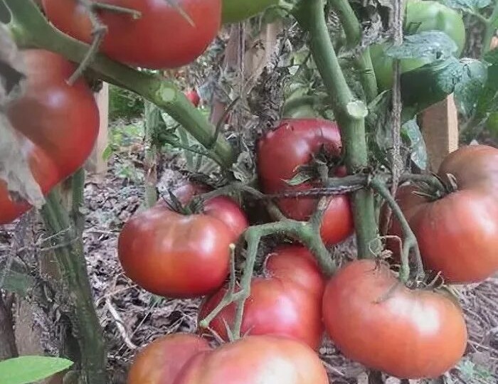 10 самых урожайных и надежных сортов из проекта Dwarf Tomato Project (серия Гном)