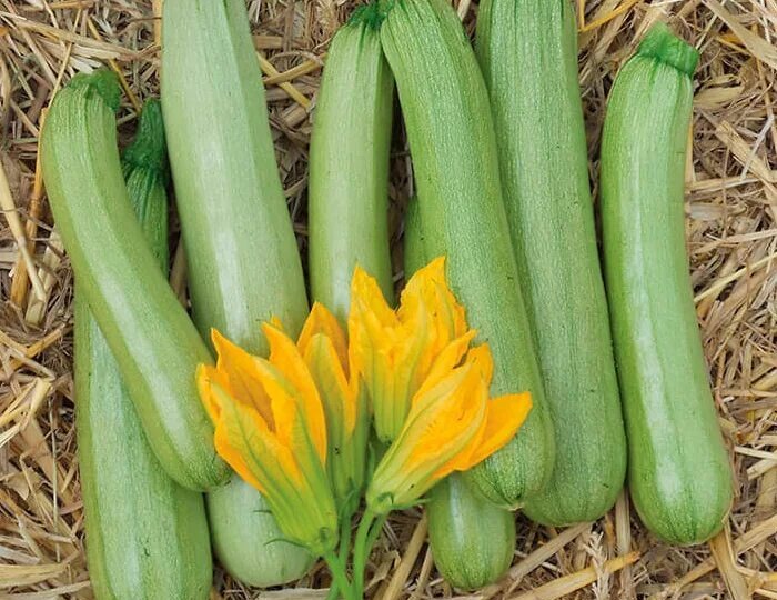 топ-10 высокоурожайных и надежных сортов кабачков для открытого грунта и теплиц, проверенных в условиях СНГ