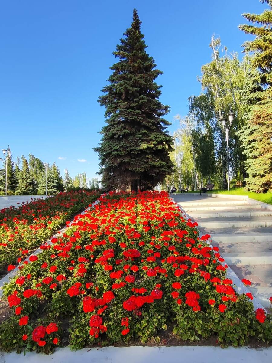 Шикарные герани в парке Победы 