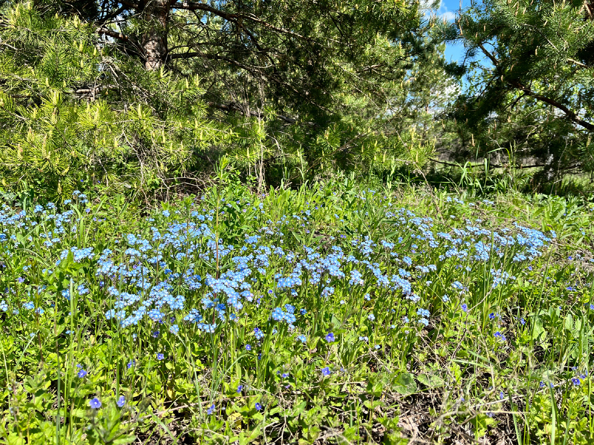 Незабудка лесная