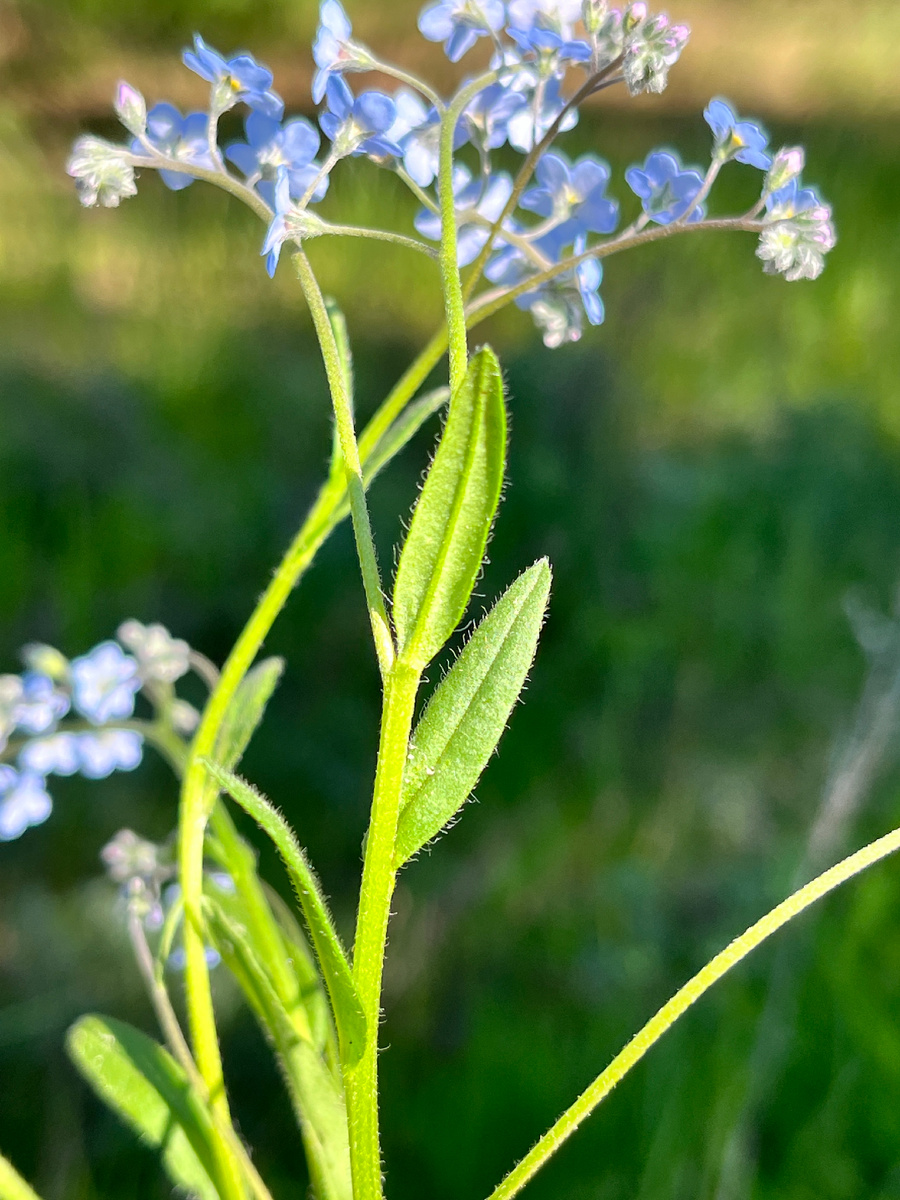 Дружно вспоминаем, как выглядят мышиные ушки