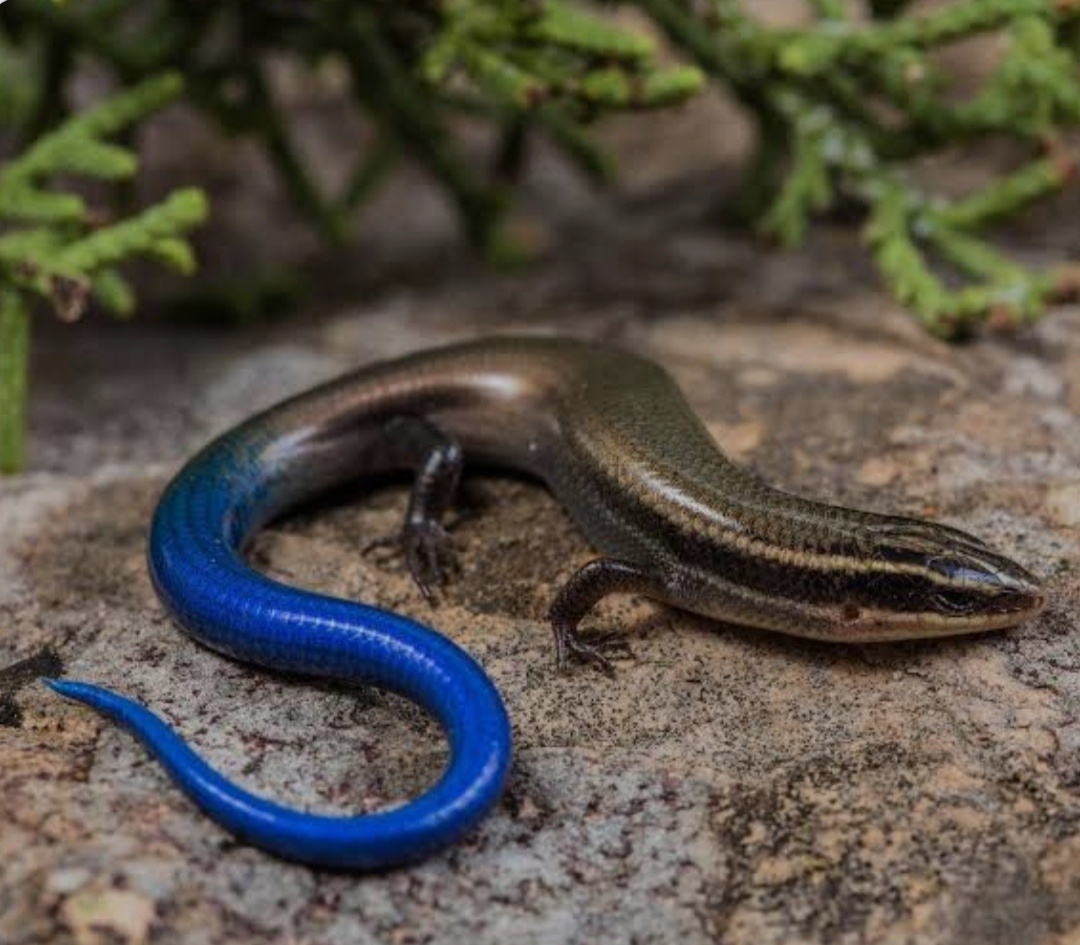 Plestiodon finitimus