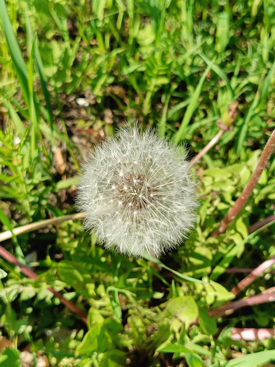Этот одуванчик похож на мой шлем