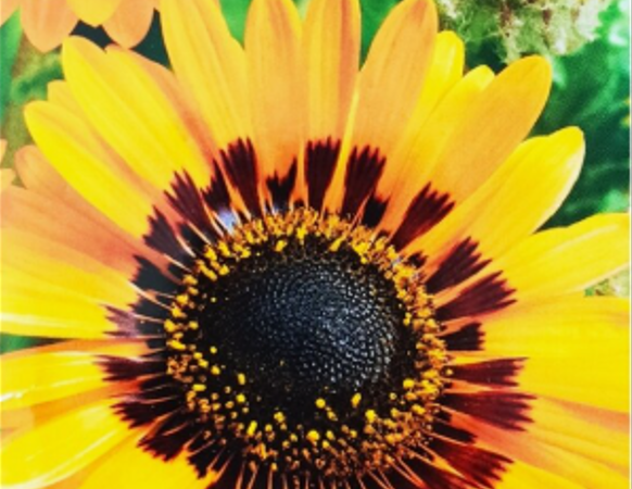 Венидиум Амаретто. Скрин автора с пакета с семенами