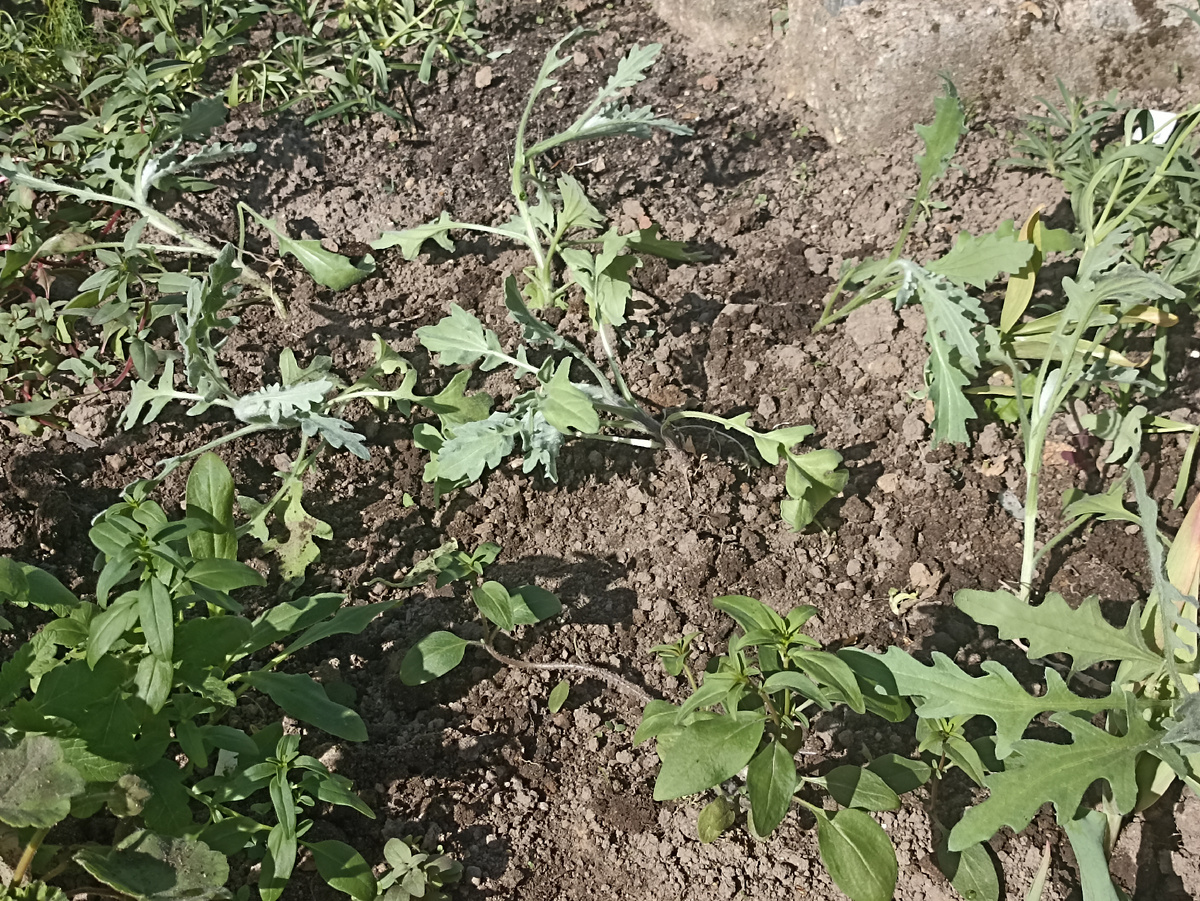 Высадила венидиум в отведенное место в цветнике. Фото автора