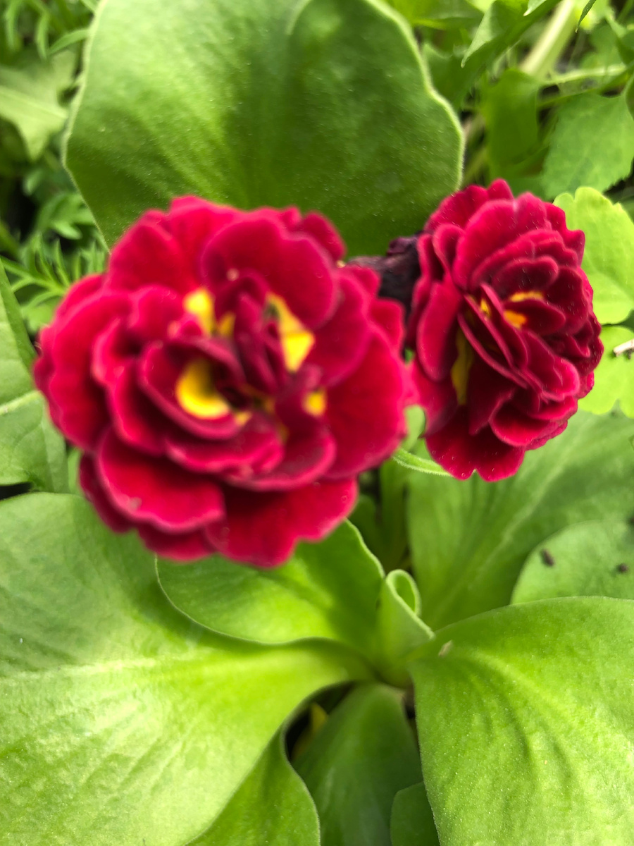 Кримсон Глоу фото моё 