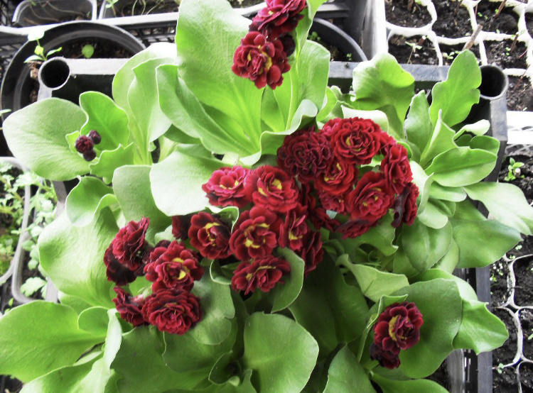 Кримсон глоу фото моё 