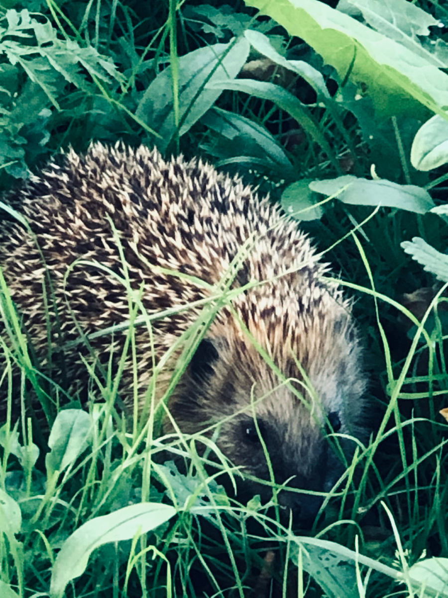 То ли ежик, то ли Филя в облике ежика)) Везде фото автора.