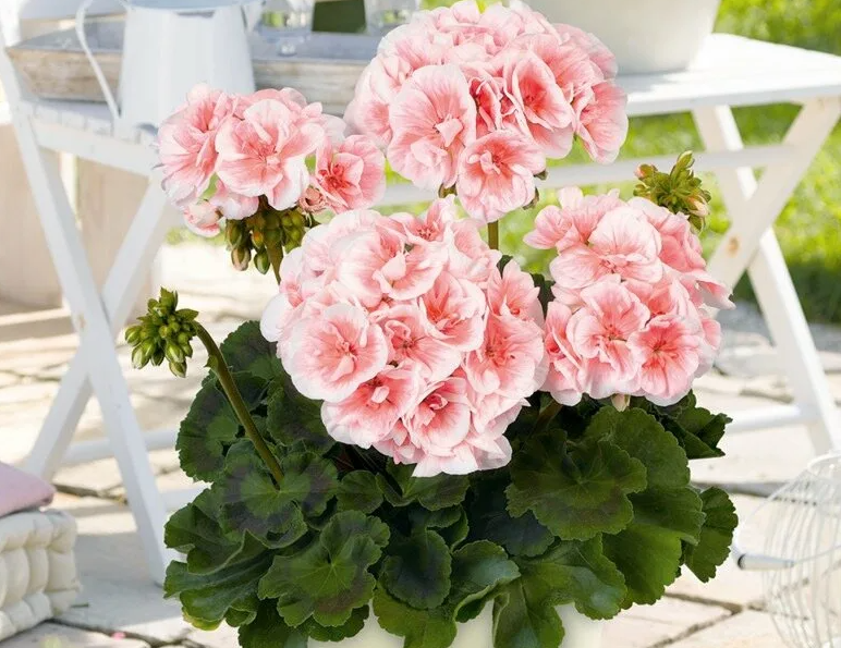 Зональные пеларгонии