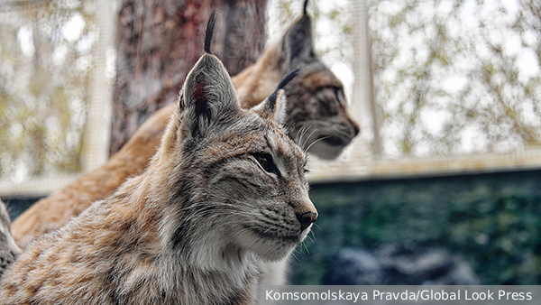     Фото: Komsomolskaya Pravda/Global Look Press   
 Текст: Татьяна Косолапова