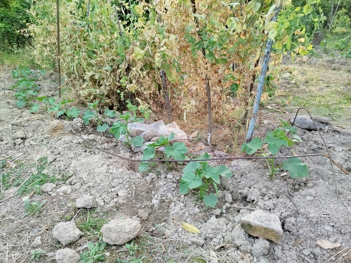 Наши огурчики за 9 дней прилично в рост пошли)