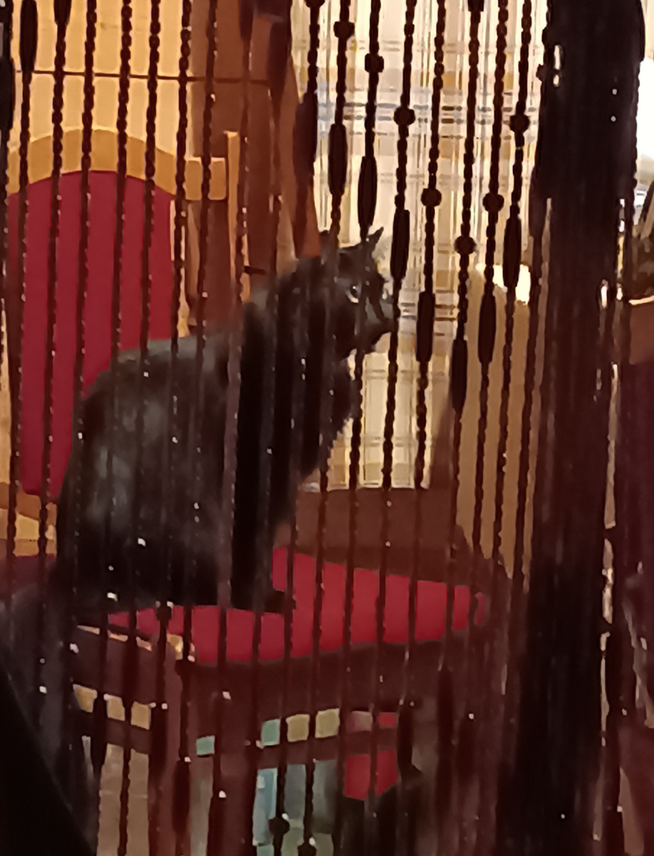 Самый взрослый кот Ики. Ему 11 лет. Он молодец, совсем не любит шума и разборок. Поэтому, когда кто-то на кого-то шипит и повышает голос, то Ики залезает под кровать и отсиживается.