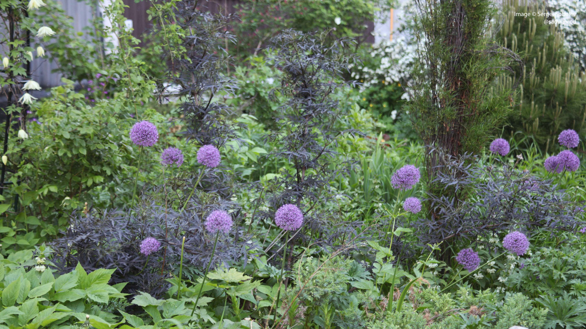 Анзур 'Purple Sensation' и тёмная листва Бузины чёрной (Sambucus niger) 'Black Lace'.