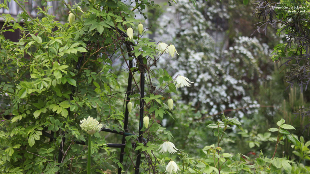 Княжик 'Lemon Dream'.