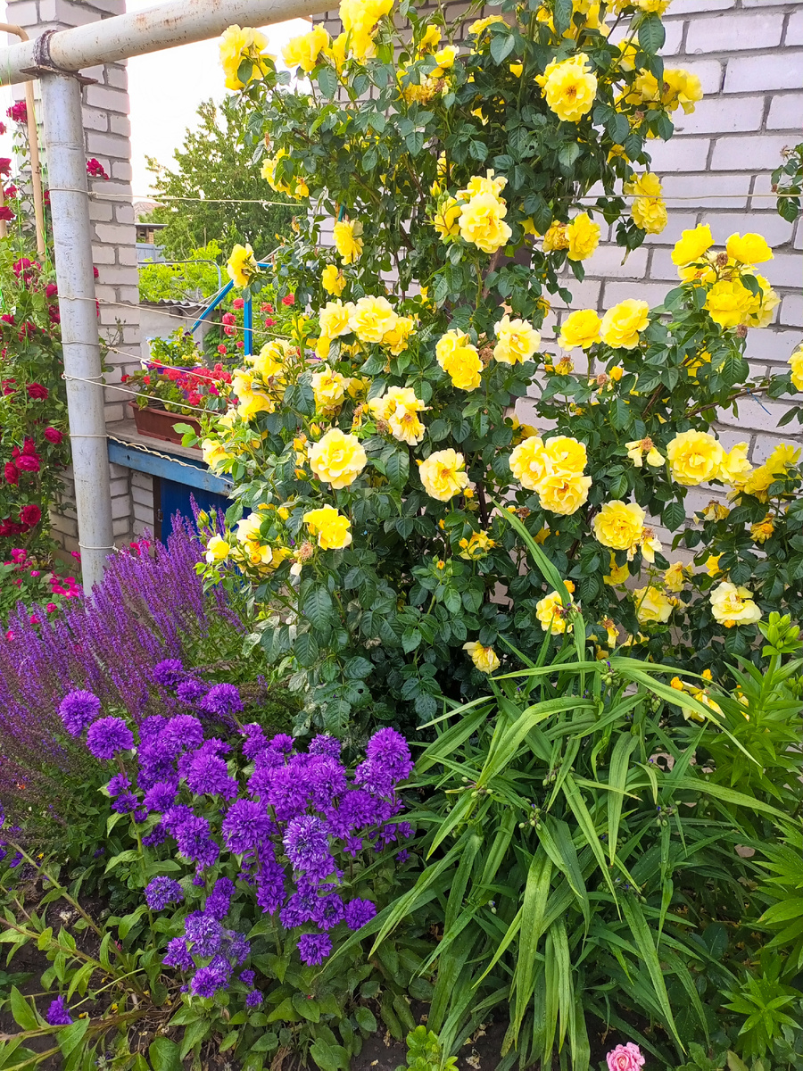 Скученный колокольчик в сочетании с плетистой розой "Голден Парфюм".