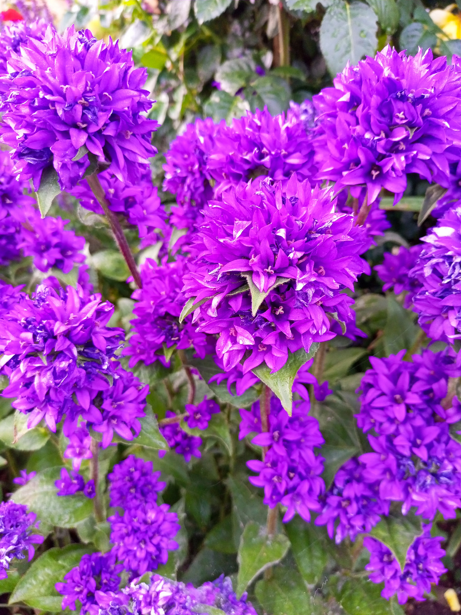 Скученный колокольчик сорта "Блю".