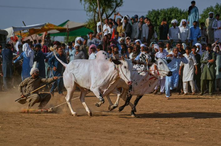 Быки мощные, а вот индийцы иногда их раскрашивают