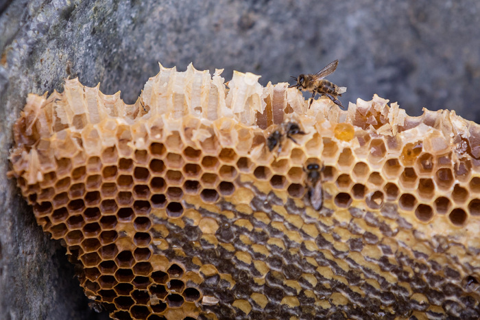 Но не весь мёд безопасен. /Фото: sb.by.