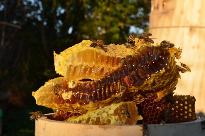 Кто может заподозрить мёд в плохом? /Фото: ВКонтакте.