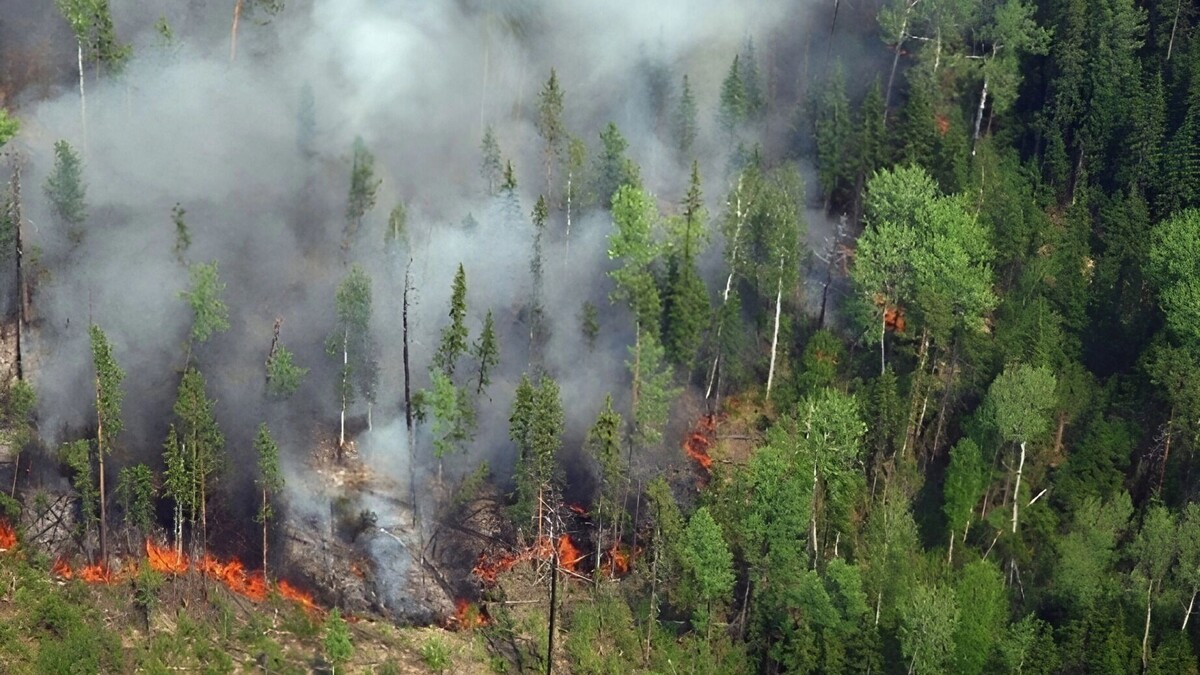     Источник: Пресс-служба губернатора и правительства Хабаровского края