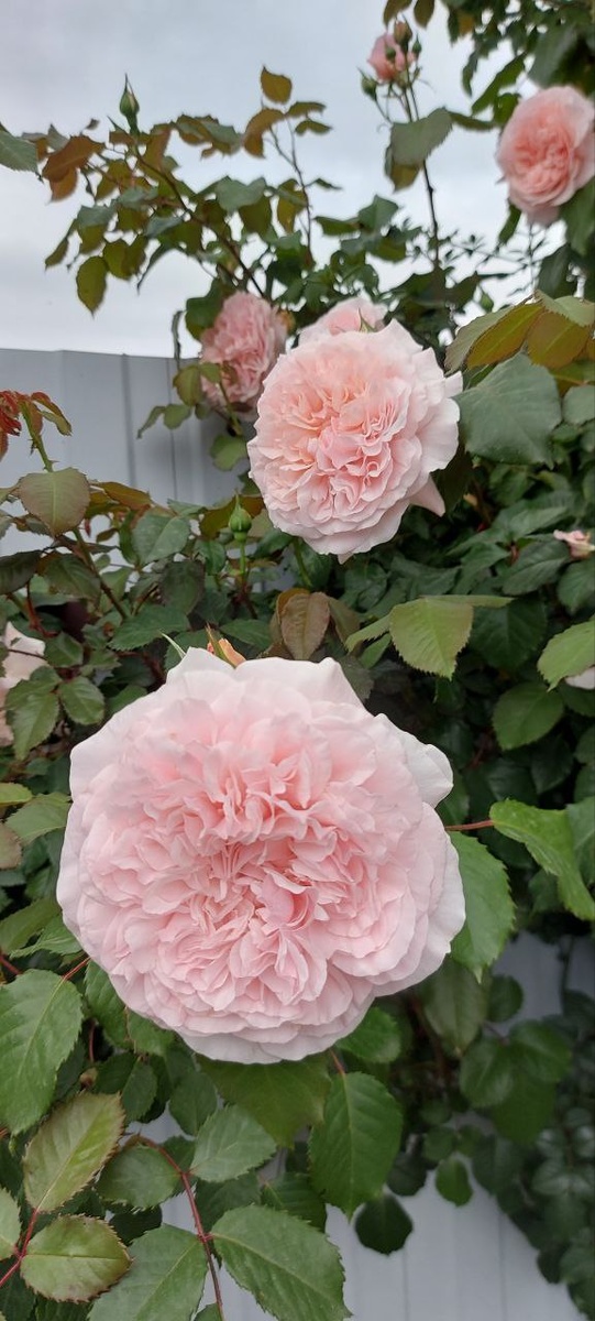 Роза Толбиак.