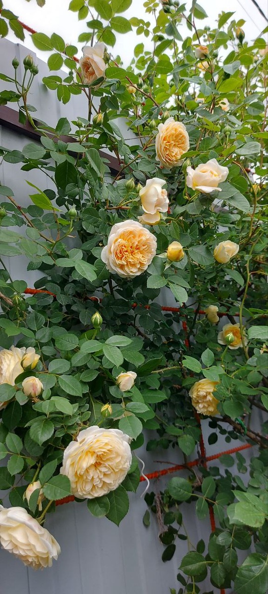 Роза Кроун принцесса Маргарет