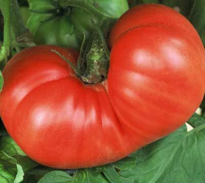 Фото Tomato Growers Supply Company