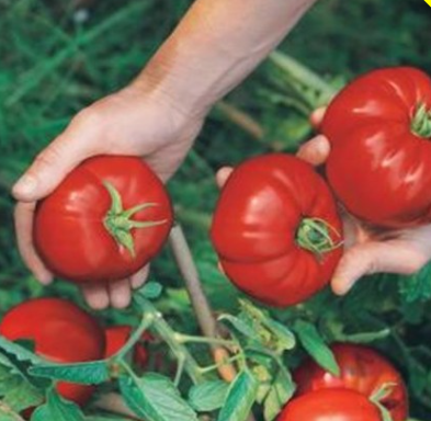 Фото Reimer Seeds