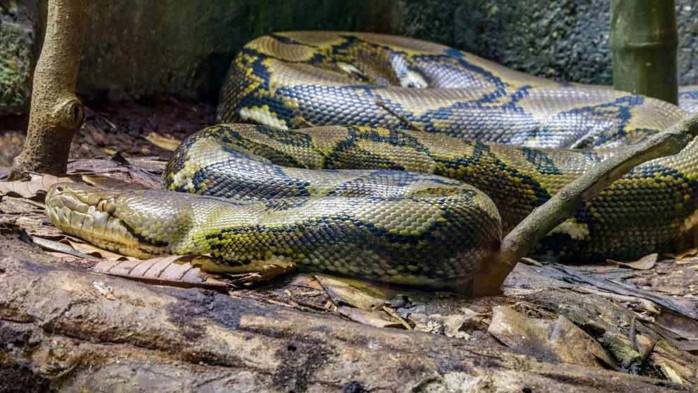    Фото: Danny Ye/Shutterstock/Fotodom