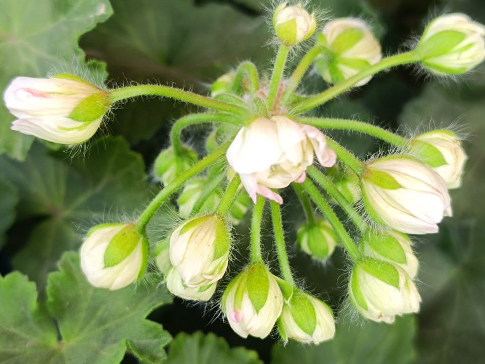 Пеларгония ТА Эммануэль собирается цвести