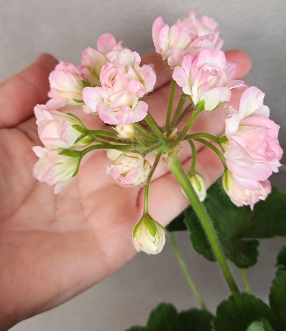 Пеларгония ТА Эммануэль. Бутоны начинают расти и приоткрываются