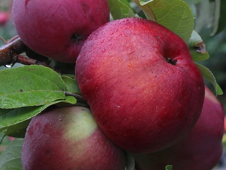 Летний уход за яблоней: простые правила Мичурина, которые работают уже 100 лет (полив, подкормка, обрезка)