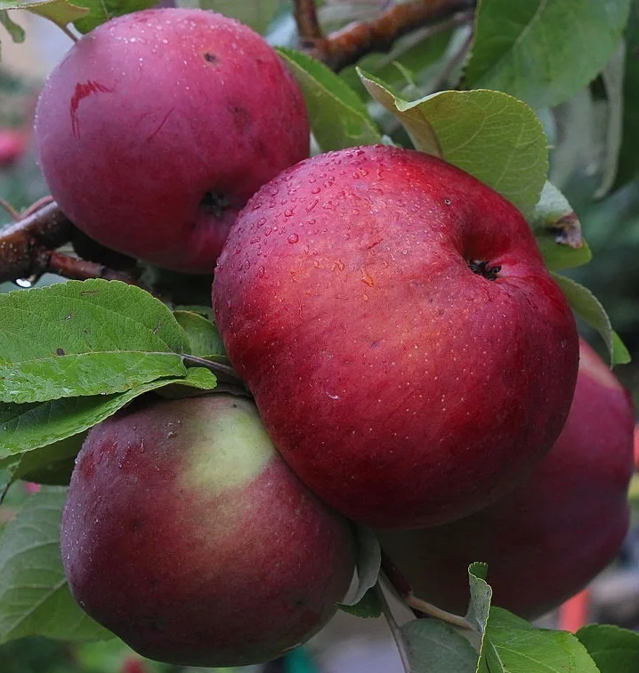 Красивые яблочки