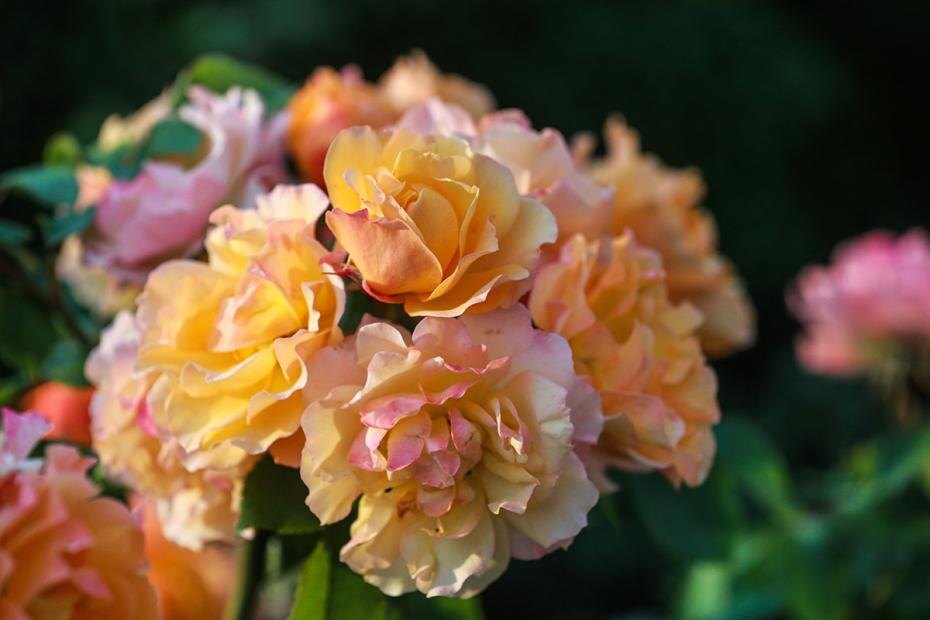    Сергей Булкин/NEWS.ru