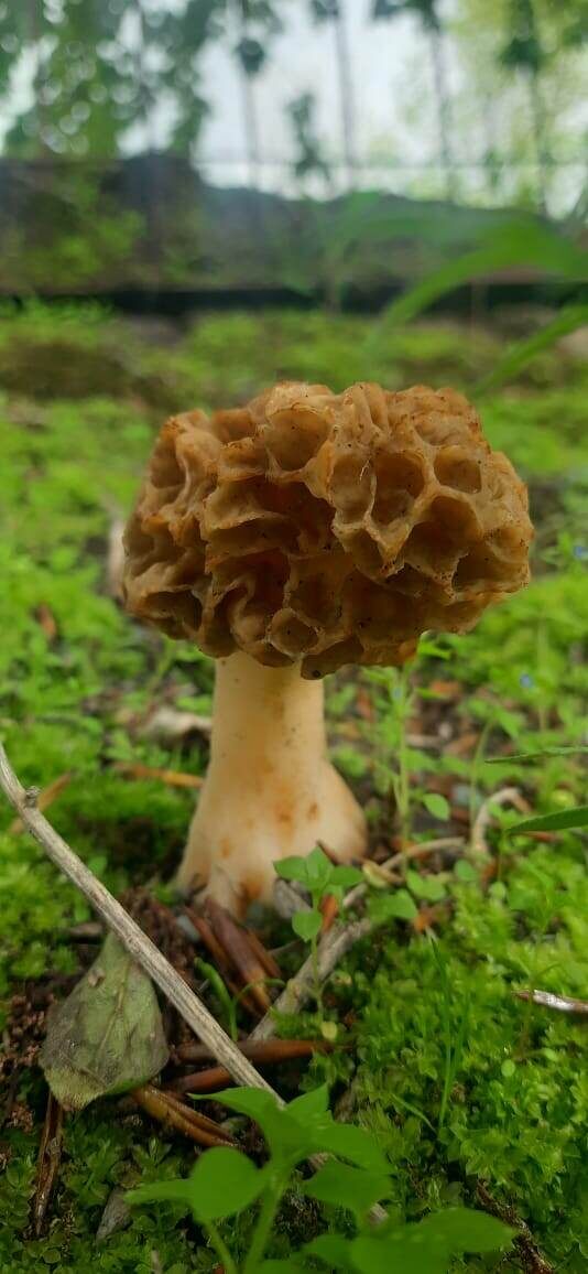 Грибы Сморчки где собирать и как выглядят (Фото Компанец Д.А.)