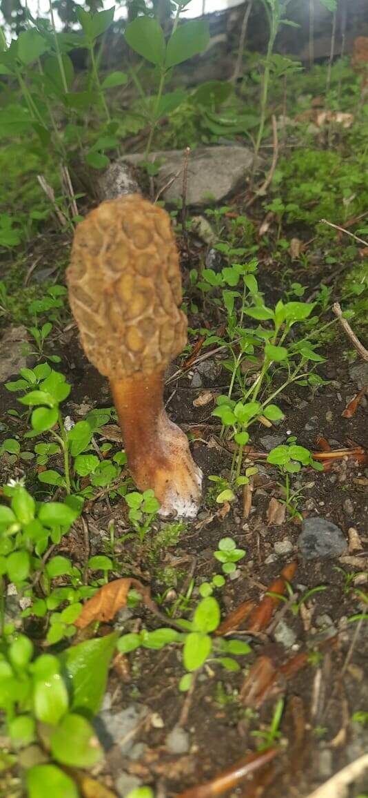 Грибы Сморчки где собирать и как выглядят (Фото Компанец Д.А.)