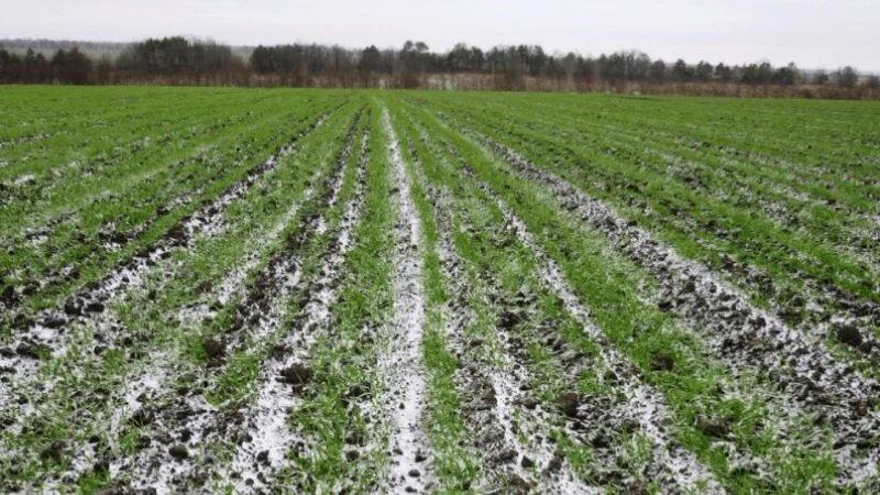     Заморозки на почве mcx.gov.ru