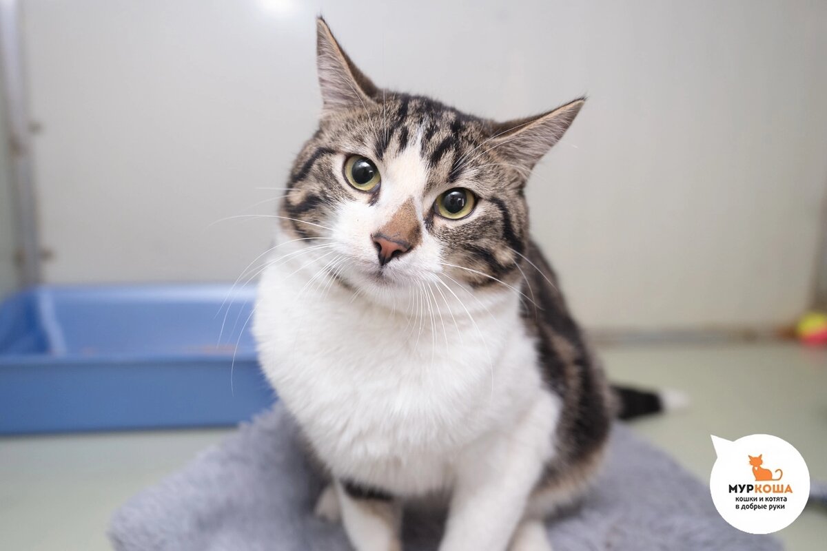 Чарльстона нашли возле дома.