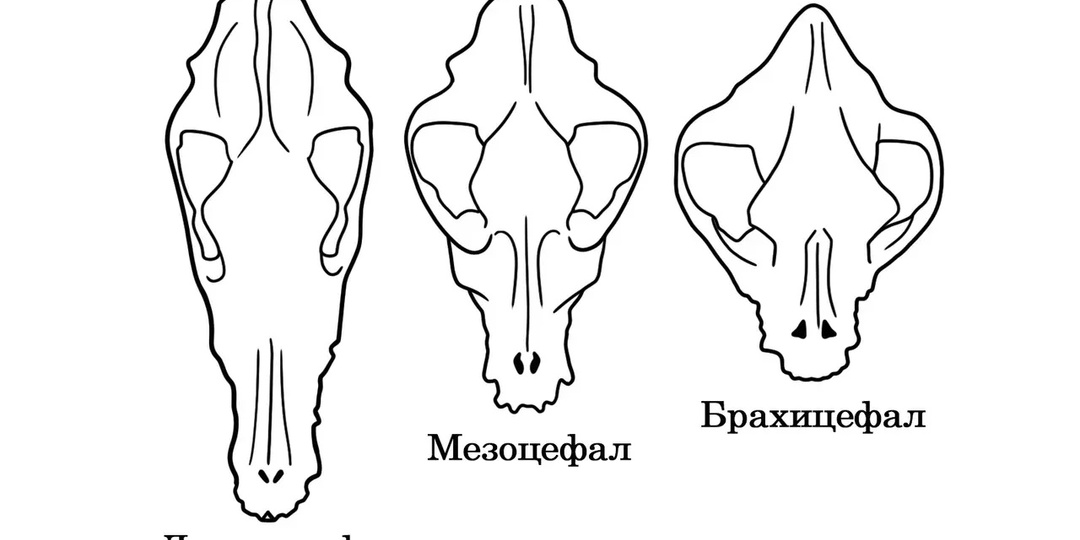 Голова собаки