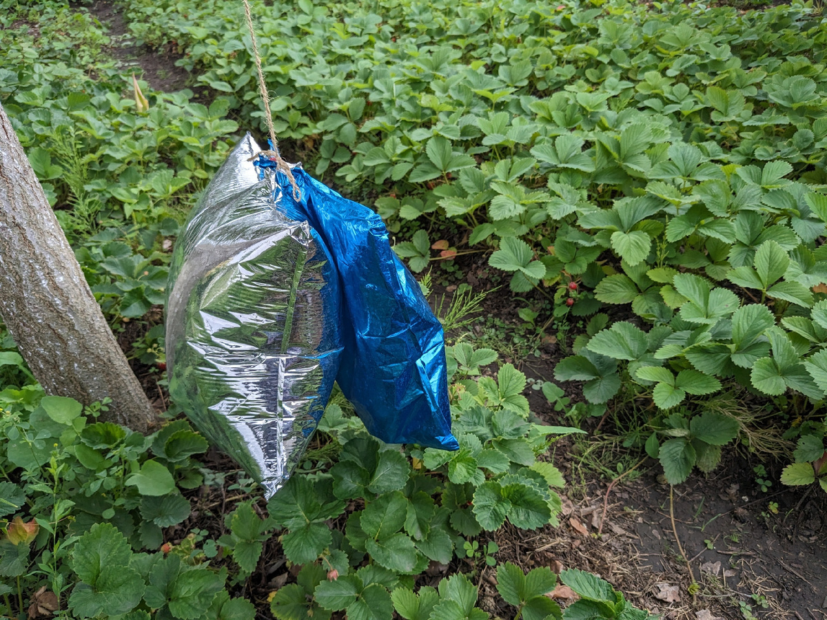 Наивная вера в то, что надувные шары спасут ягоды от птиц