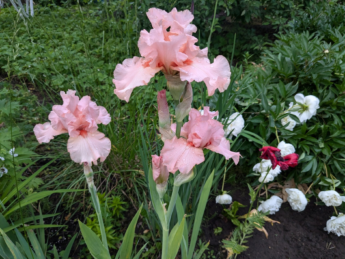 Ирисы бородатые, июнь