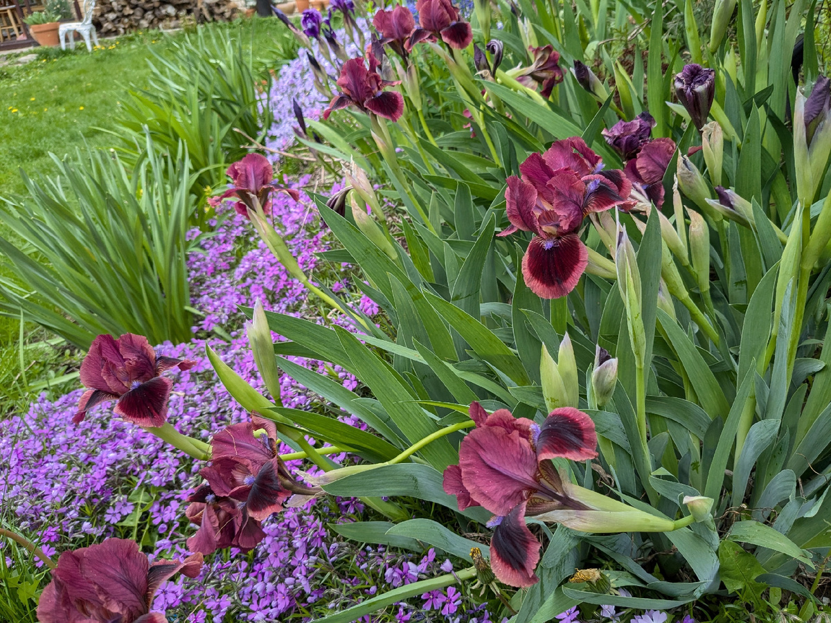 Ирисы карликовые, май