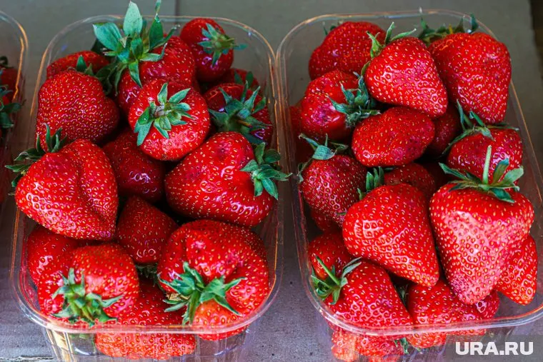 Карантинных вредителей не обнаружили, ягоды разрешили продавать
Фото: Размик Закарян © URA.RU