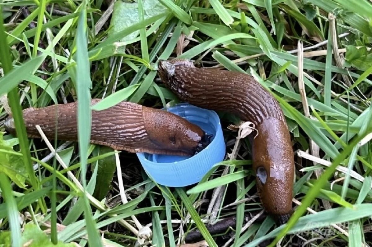    Эксперт Туманов рассказал об отличии испанских слизней от обычных