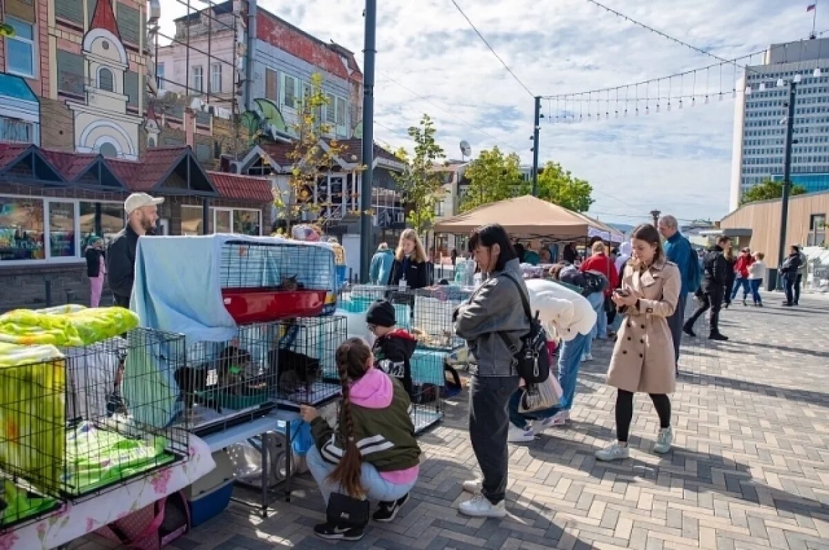    Выставка-раздача домашних питомцев пройдёт во Владивостоке 31 мая