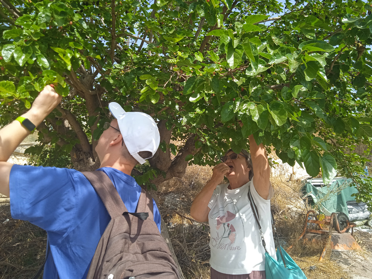 Ну как устоять, если дерево растет прямо на улице, а ягодки так и просятся в рот!