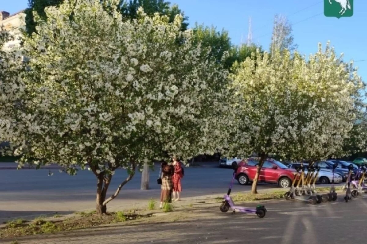    Яблони стали хорошо выглядеть на проспекте Ленина в Томске