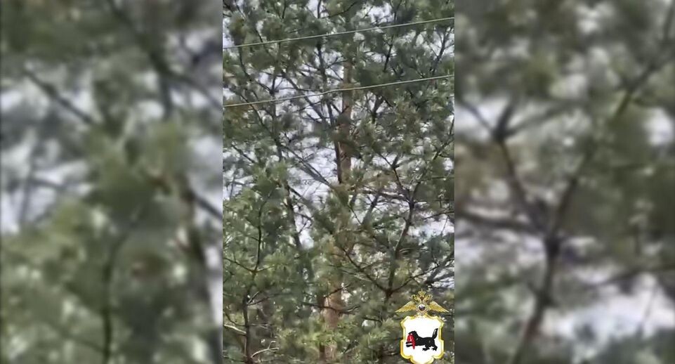    ГУ МВД России по Иркутской области / Telegram