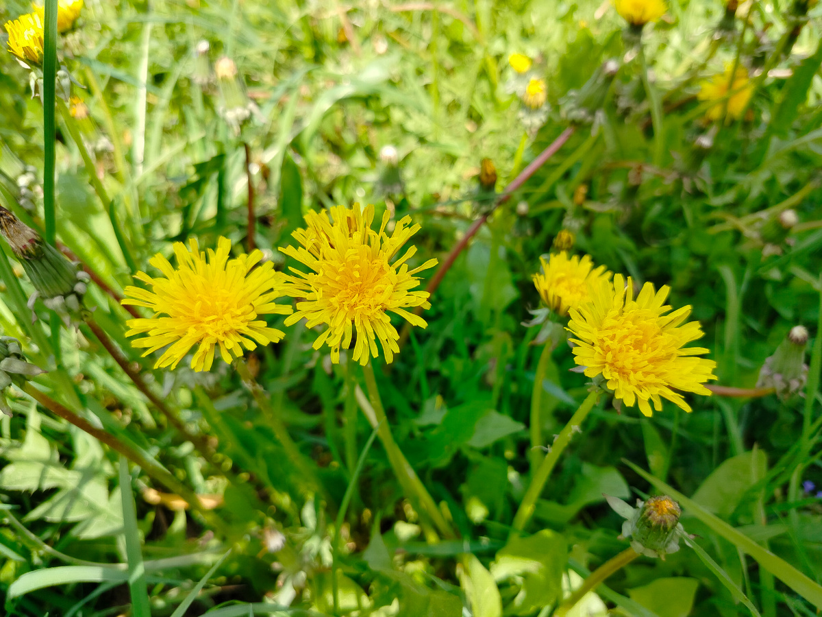 Одуванчиковая лужайка 2025